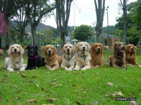 guarderia-canina