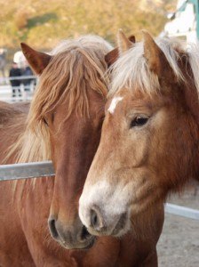caballos