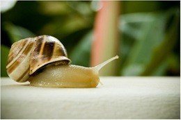 caracol_flickr